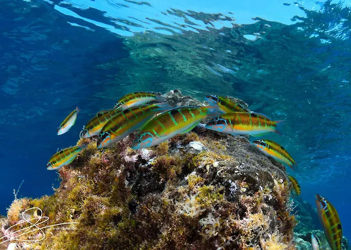 Costa Volcán&spa Aparthotel 2*