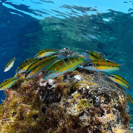 Costa Volcan & Aparthotel 2*